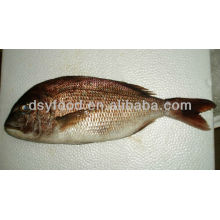Black Seabream Fish